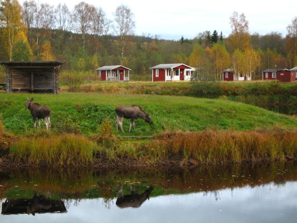 Klaralvens Camping Hotel Stollet Luaran gambar